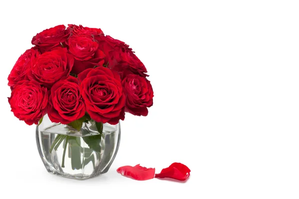 Schöne Nahaufnahme rote Rose — Stockfoto