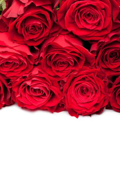 Krásná close-up červená růže — Stock fotografie