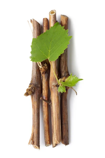 Vine branch — Stock Photo, Image
