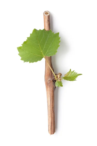 Vine branch — Stock Photo, Image