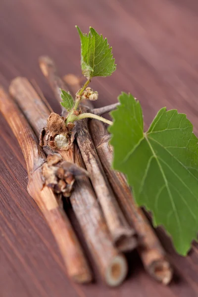 stock image Vine branch