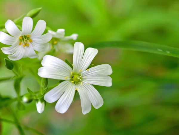 Közeli fehér virágok — Stock Fotó