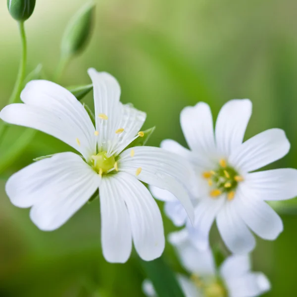 Nahaufnahme weißer Blüten — Stockfoto