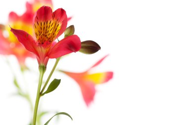 Alstroemeria flower clipart