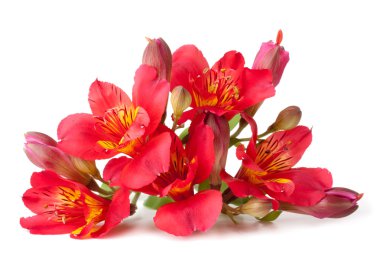 Alstroemeria flower clipart