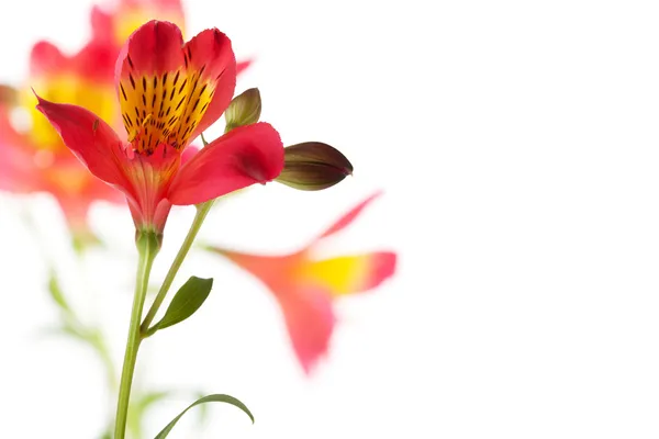 Alstroemeria flower — Stock Photo, Image