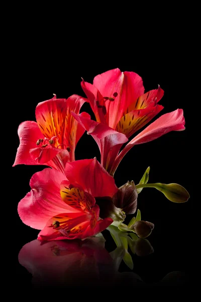 อัลสโตรมีเรีย ดอกไม้ — ภาพถ่ายสต็อก