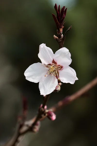 Kirschblüte aus nächster Nähe — Stockfoto