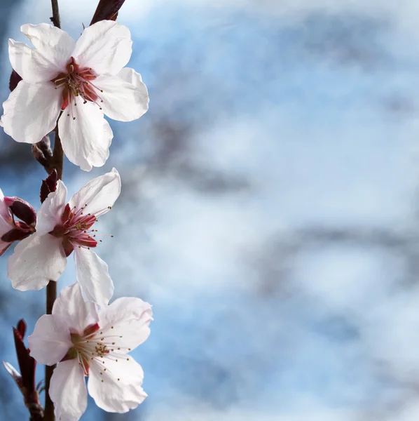 Cseresznyevirág közelkép — Stock Fotó