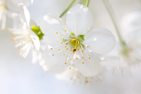 Třešňový květ zblízka — Stock fotografie