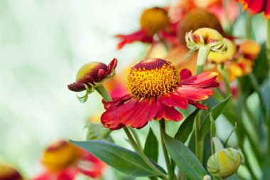 Helenium