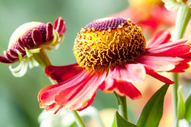 Helenium