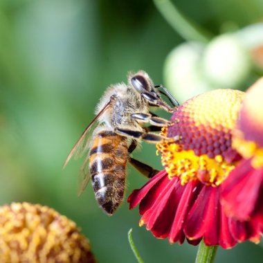 Helenium