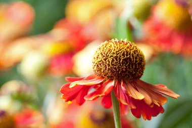 Helenium