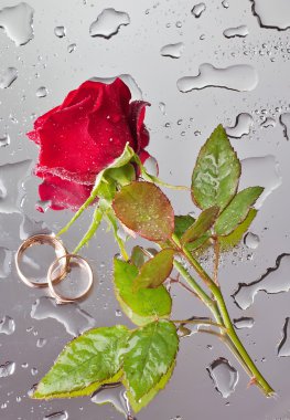 Beautiful close-up rose with water drops clipart