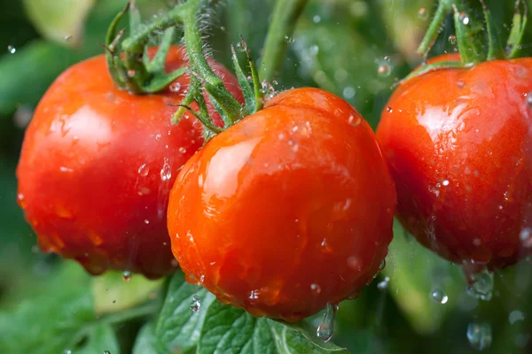 Färsk tomat — Stockfoto
