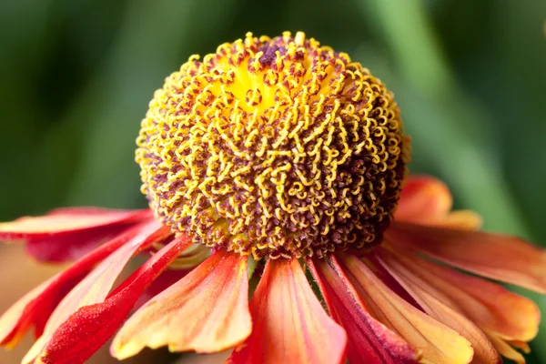 stock image Helenium