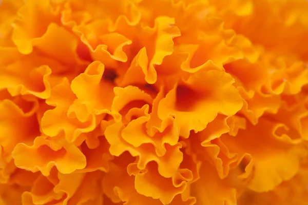 Orange Blumen Hintergrund — Stockfoto