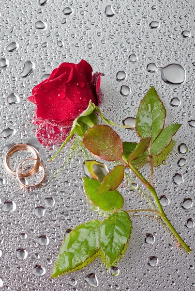 Beautiful close-up rose with water drops — Stock Photo, Image