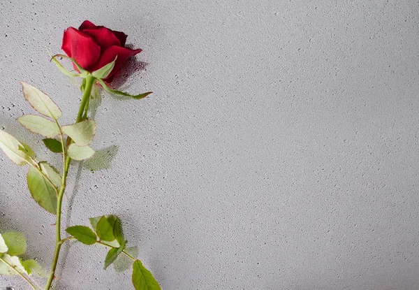 Όμορφο κοντινό τριαντάφυλλο με σταγόνες νερού — Φωτογραφία Αρχείου