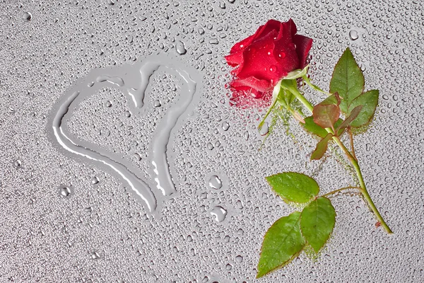 Vacker närbild ros med vattendroppar — Stockfoto