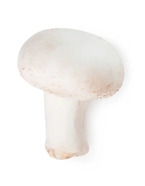 Champignon Ordförande — Stockfoto