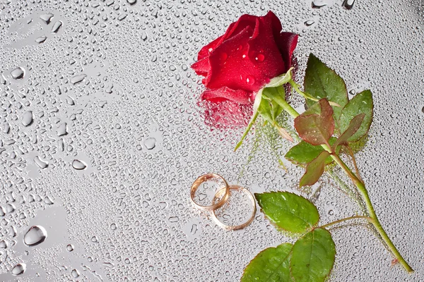 아름다운 꽃받침에 물방울이 떨어지는 장미 — 스톡 사진