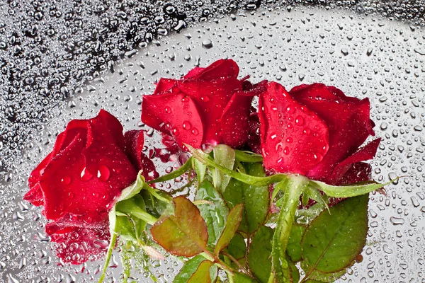 Bella rosa primo piano con gocce d'acqua — Foto Stock