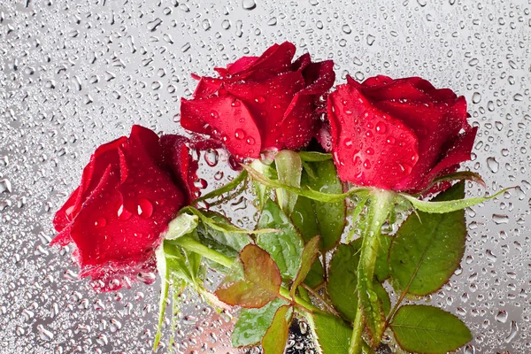 Bella rosa primo piano con gocce d'acqua — Foto Stock