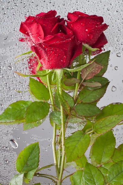 Krásná zblízka-up růže s kapkami vody — Stock fotografie
