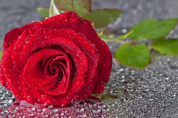 Krásná zblízka-up růže s kapkami vody — Stock fotografie