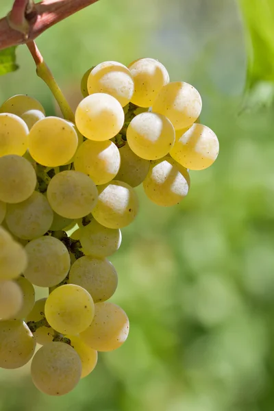 stock image White grapes