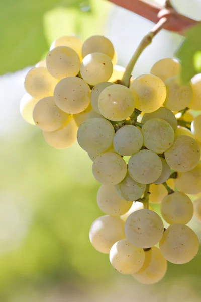 Uvas blancas — Foto de Stock