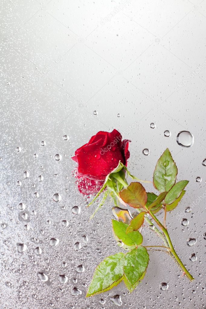 Beautiful close-up rose with water drops