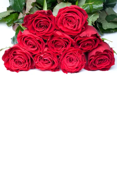 Hermosa rosa de primer plano — Foto de Stock