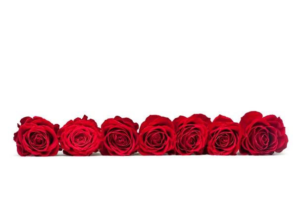 Hermosa rosa de primer plano — Foto de Stock