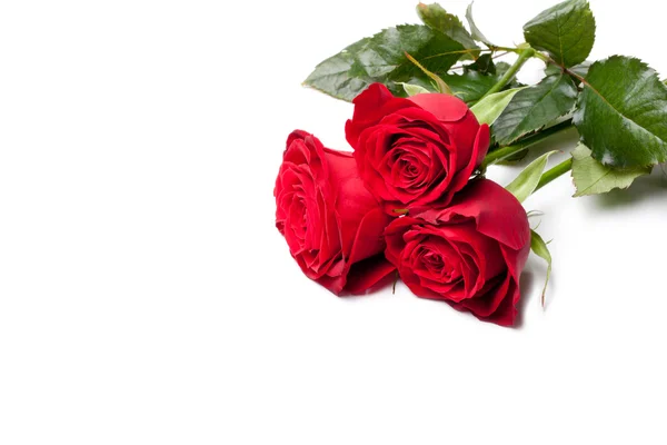 Bella rosa primo piano — Foto Stock