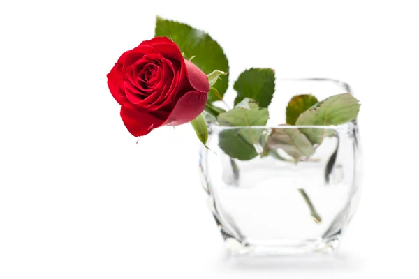 Piękna róża szczegół — Zdjęcie stockowe