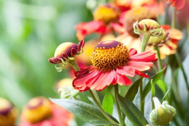 Helenium