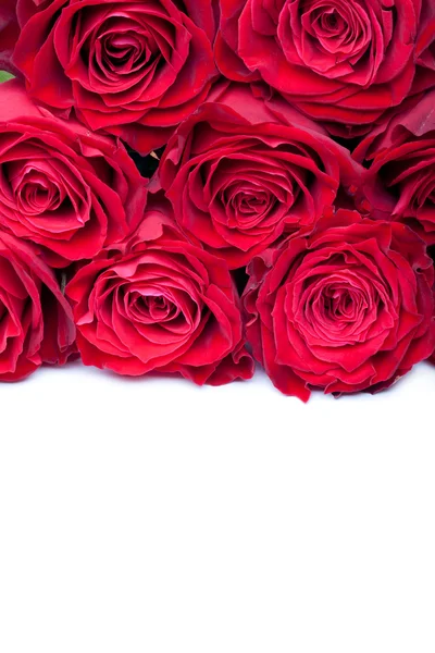 Красивая роза крупным планом — стоковое фото