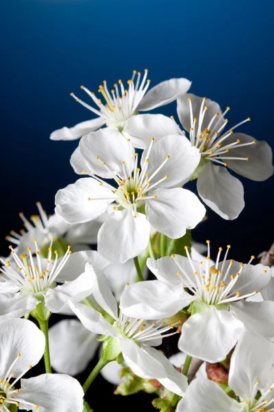 Στεγνό άνθος κερασιάς — Φωτογραφία Αρχείου
