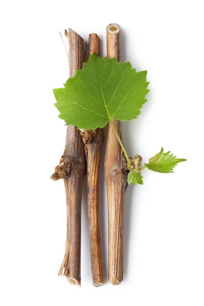 stock image Vine branch