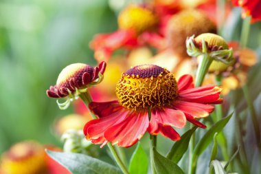 Helenium