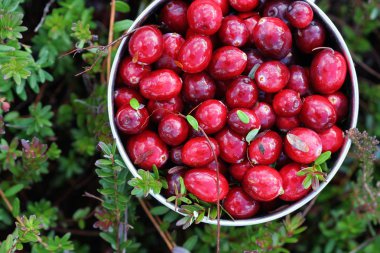 A mug with just picked fresh cranberries in swamp. clipart