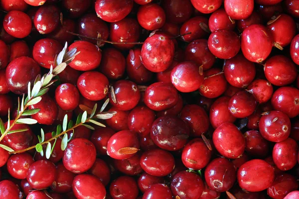 Fundo de cranberries vermelho fresco. Com folhas — Fotografia de Stock