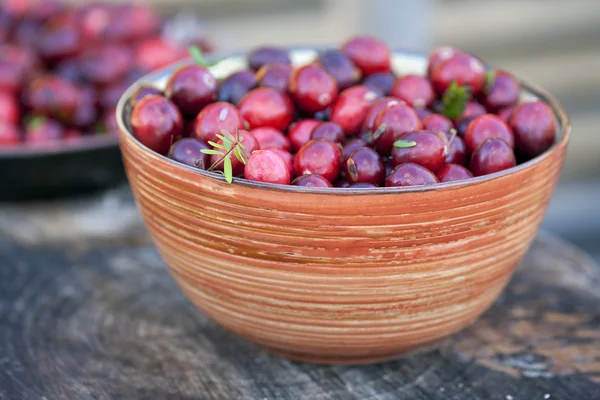 Färska tranbär i skål. strax efter att plocka upp i ett träsk — Stockfoto