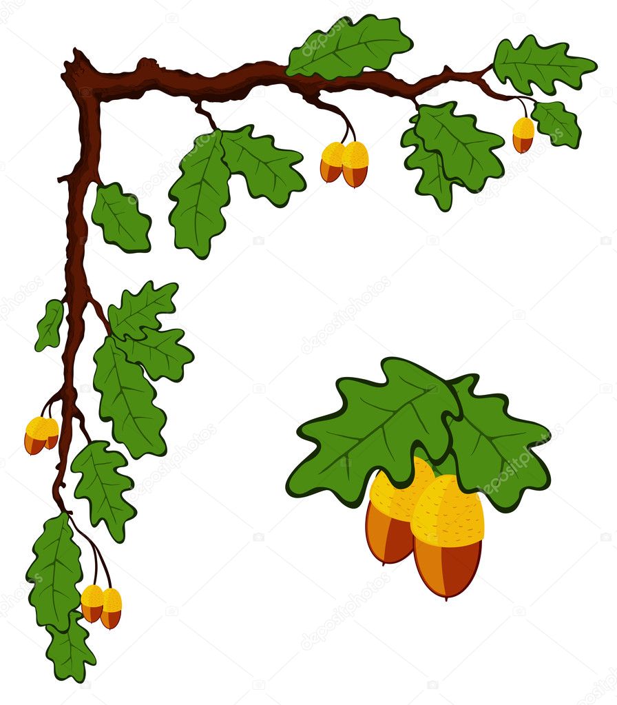 Drawn oak branch with leaves and acorns