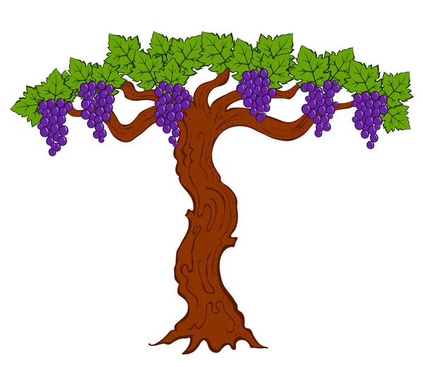 Uvas y hojas pintadas en un árbol — Vector de stock
