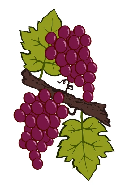 Malowane winogron i liści na oddział — Wektor stockowy