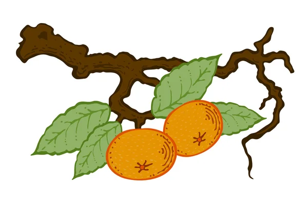 Gezogene Mandarine mit Blättern auf einem Zweig — Stockvektor